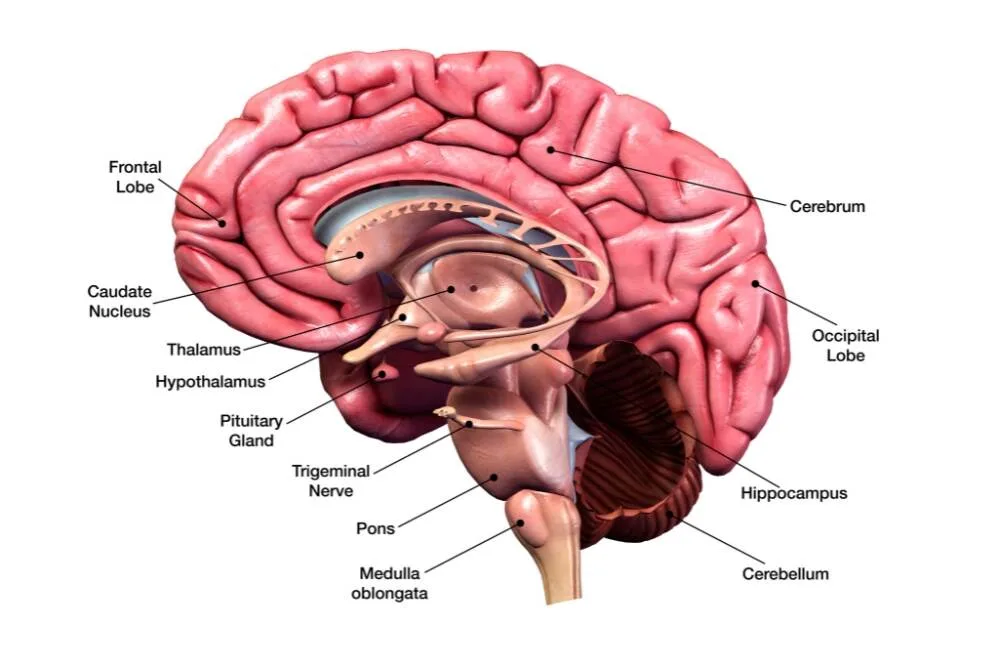 Brain Stroke Reasons and Risk Factors Explained